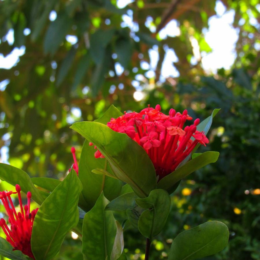 Pousada Do Sidao Ilhabela Extérieur photo